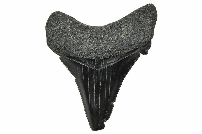 Serrated Angustidens Tooth - Megalodon Ancestor #370205